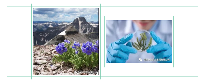 KS凯时·(中国区)官方网站