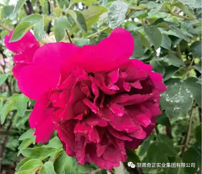 KS凯时·(中国区)官方网站