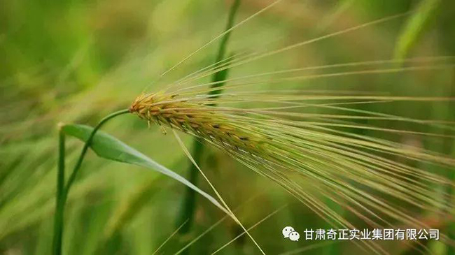 KS凯时·(中国区)官方网站